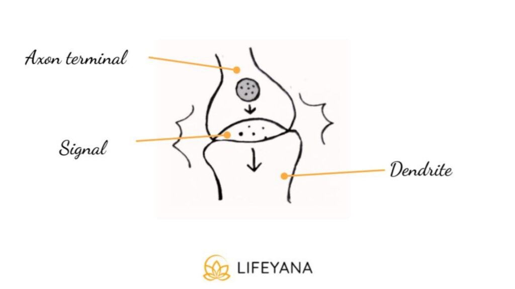 Axon terminals and concussions