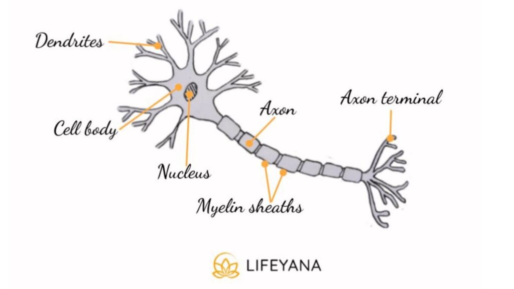 Neurons and concussions