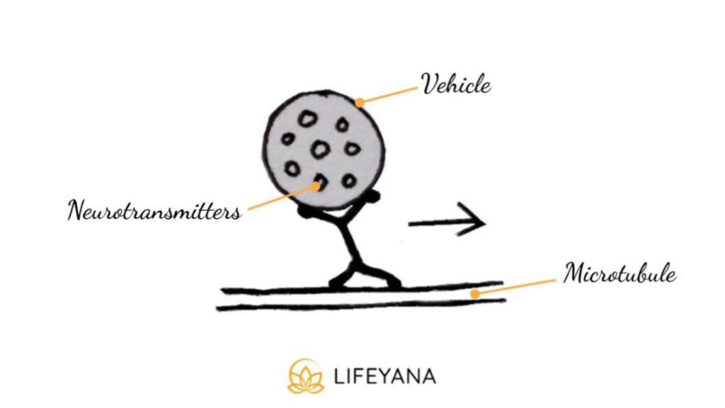 Neurotransmitter transportation and concussions