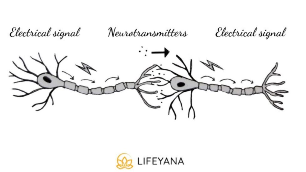 Neurotransmitters and concussions