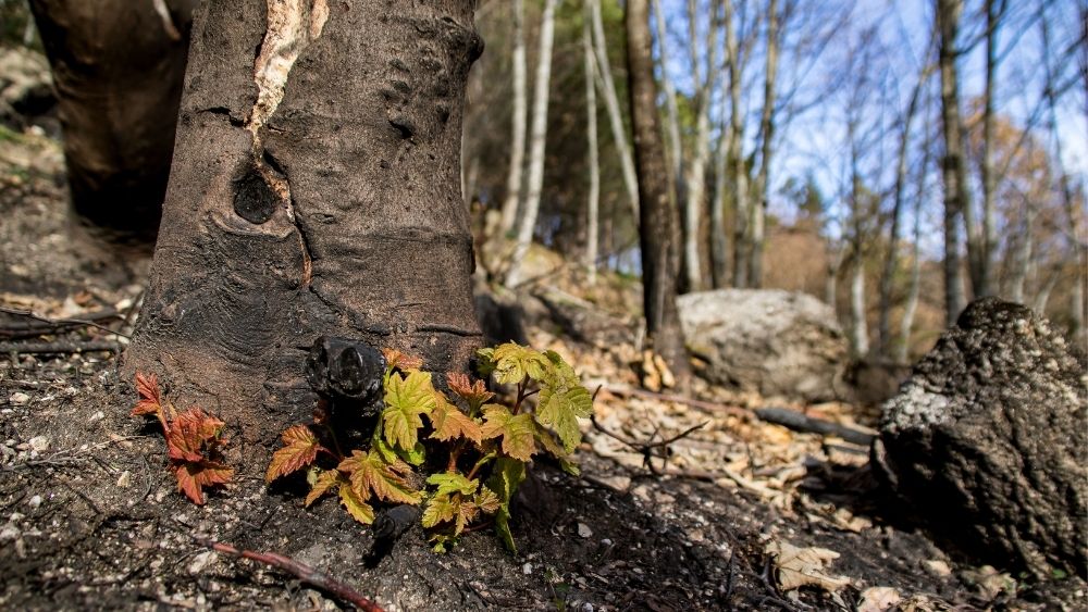 Posttraumatic growth